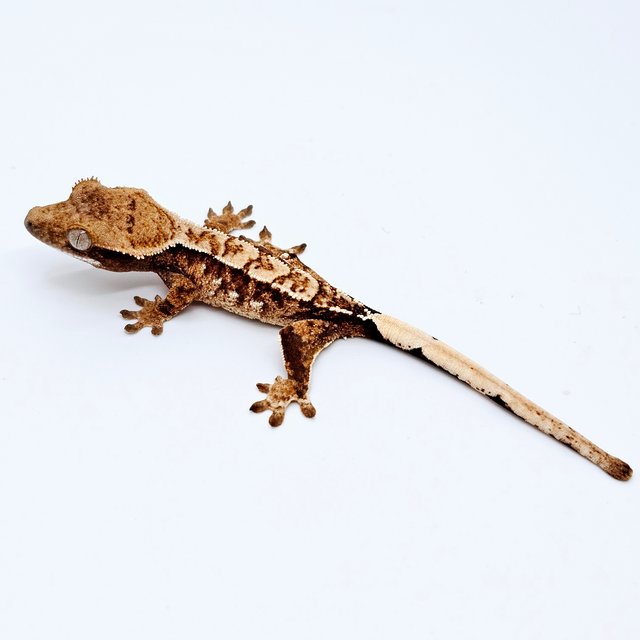 에밀리 트라이 텐저린