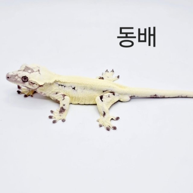 릴리 세이블 에밀리