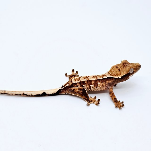 에밀리 트라이 텐저린