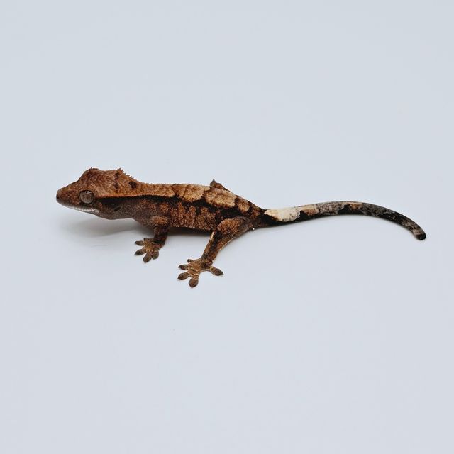 세이블