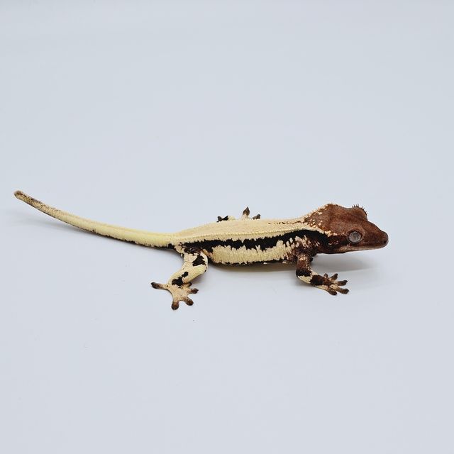 세이블