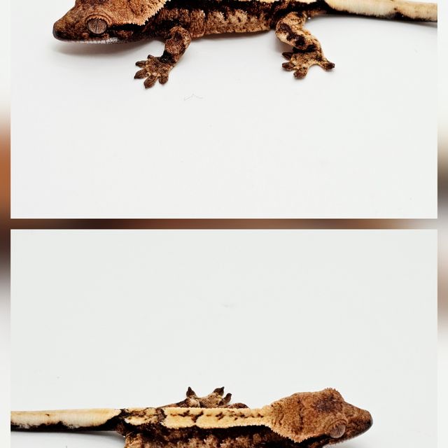 세이블