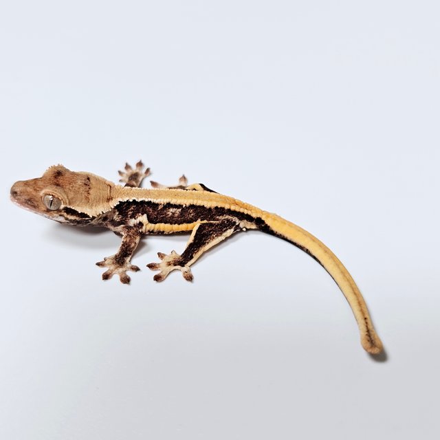 릴리100%헷아잔틱