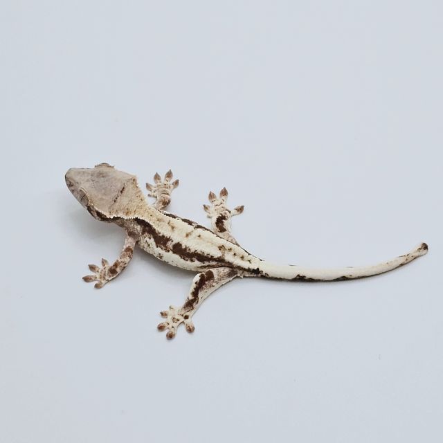 릴리 세이블