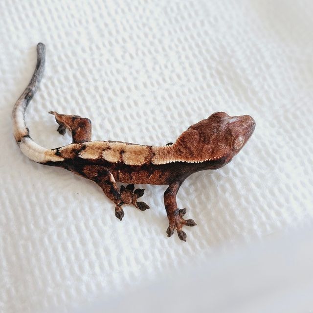 세이블