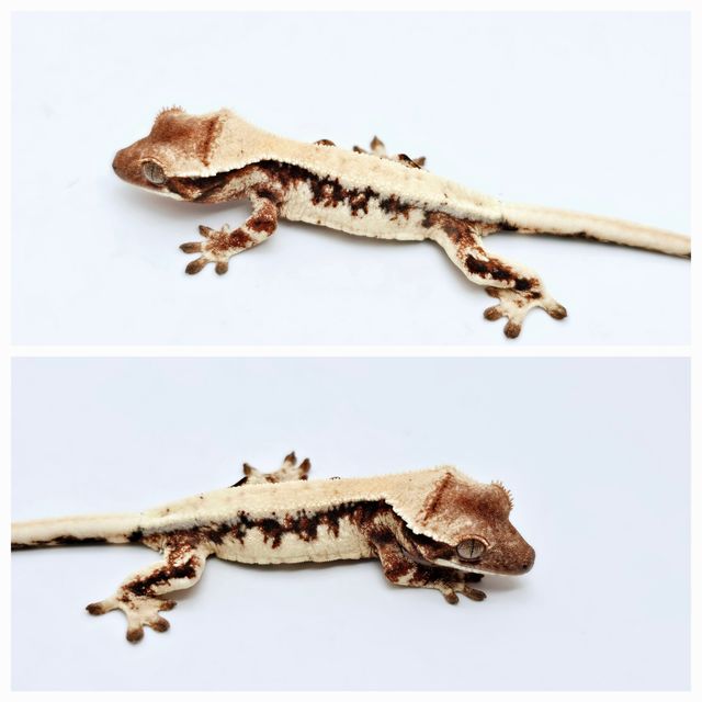 릴리 세이블