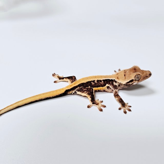 릴리100%헷아잔틱