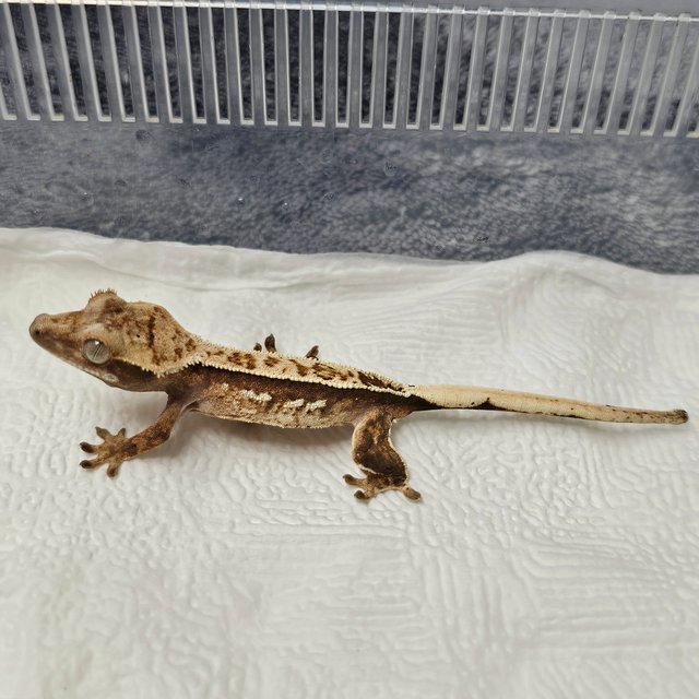 트라이 핀스트라이프