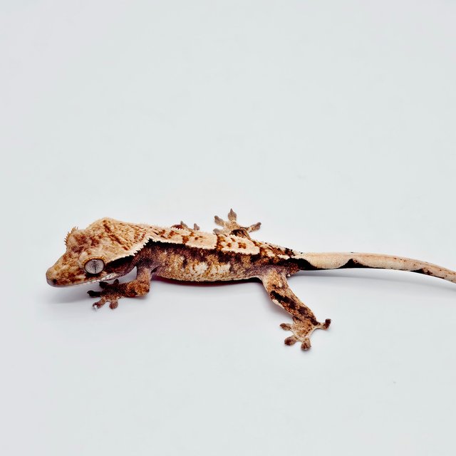 트라이