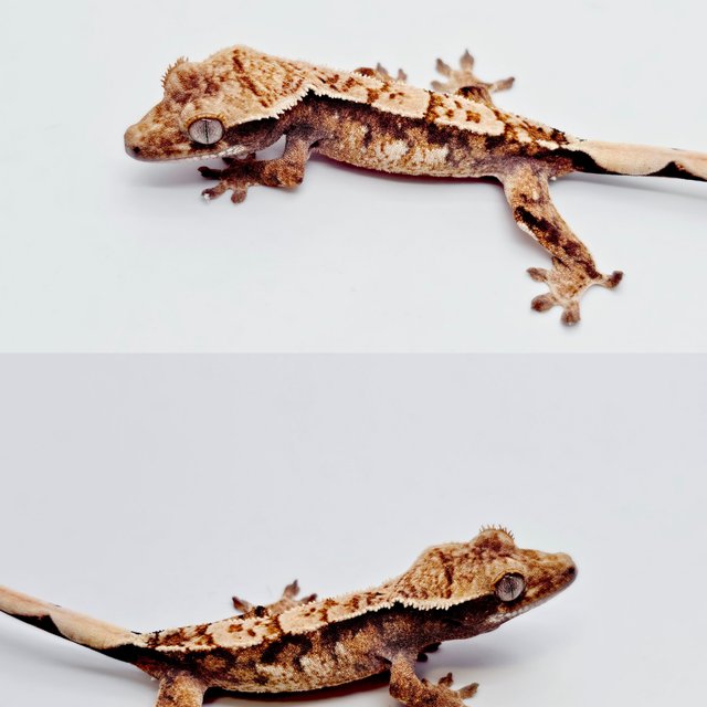 트라이
