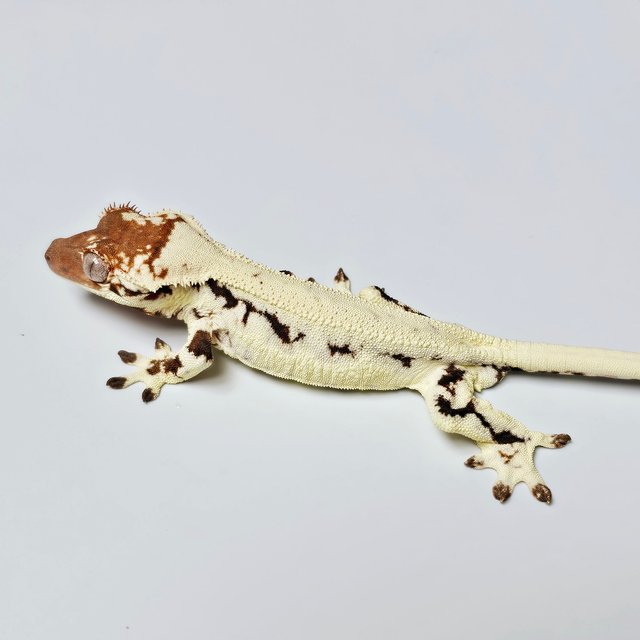 릴리 세이블 에밀리