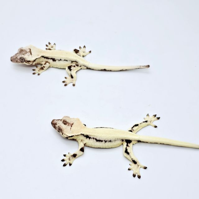 릴리 세이블 에밀리