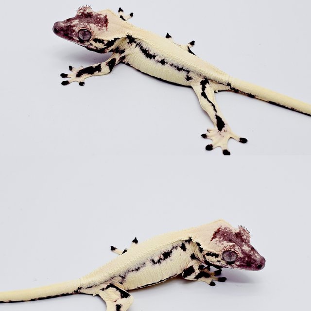 릴리 세이블