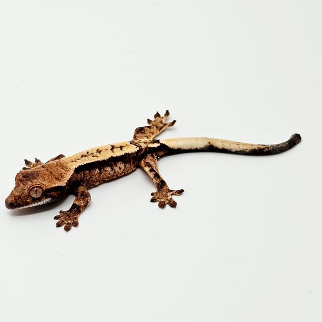 세이블