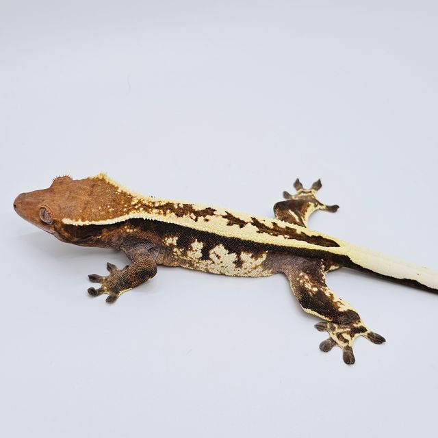 카푸치노 핀스트라이프