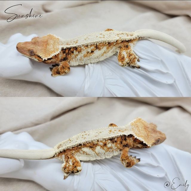 트라이 핀스트라이프 에밀리