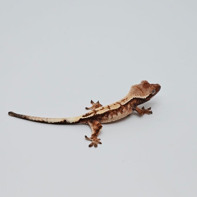 세이블