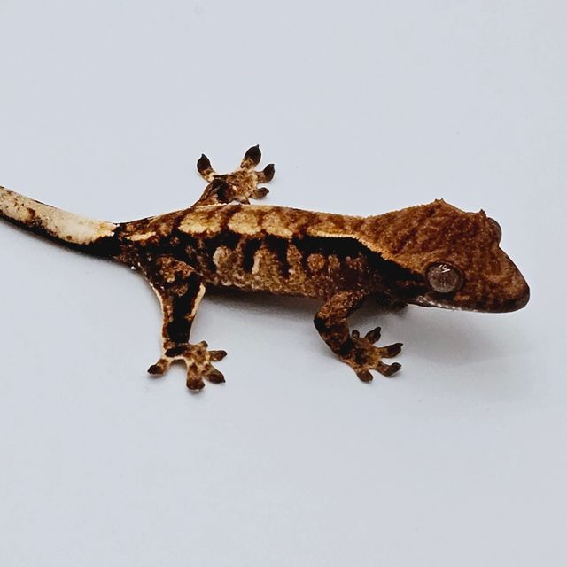 세이블