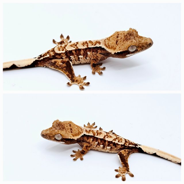 에밀리 트라이 텐저린