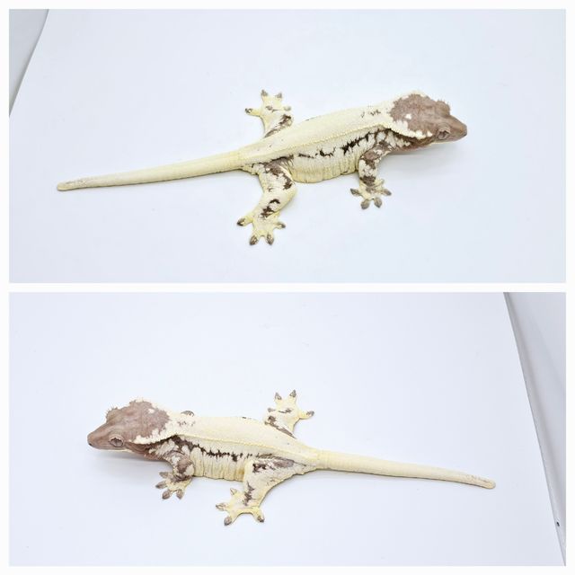 릴리 세이블