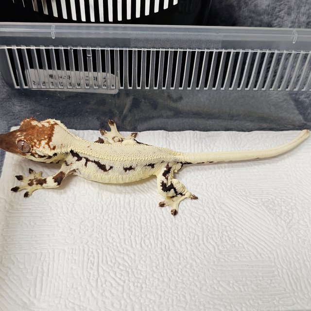 릴리 세이블 에밀리