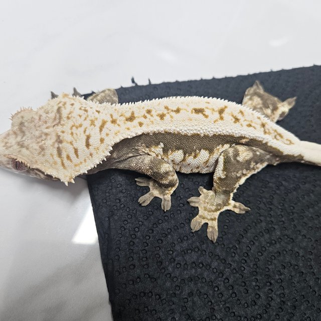 100%헷아잔틱 풀핀