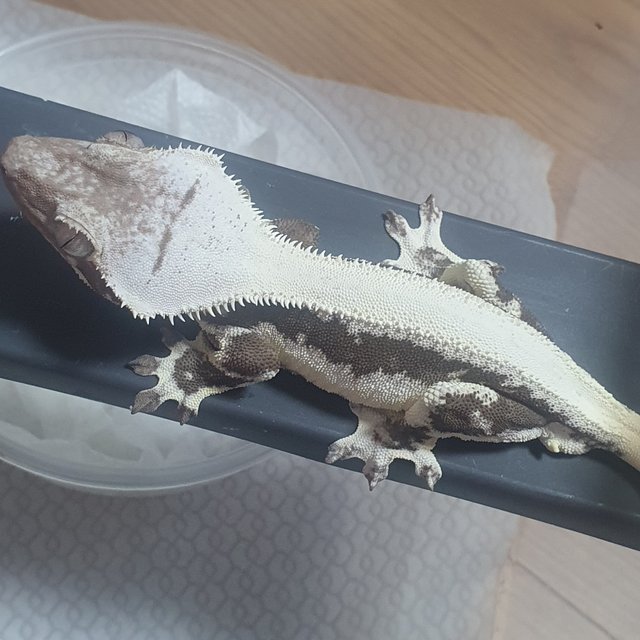 릴잔틱 솔리드백