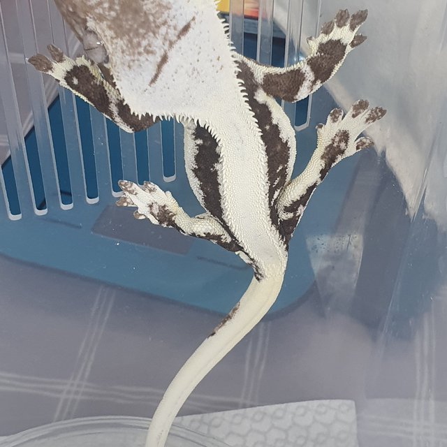 릴잔틱 솔리드백