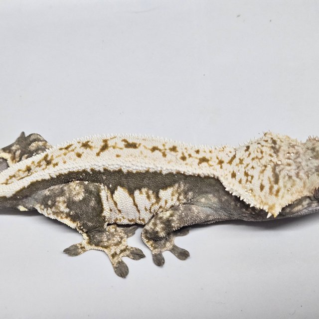 100%헷아잔틱 풀핀