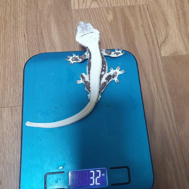 릴잔틱 솔리드백