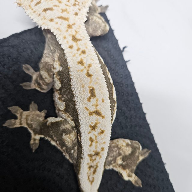 100%헷아잔틱 풀핀