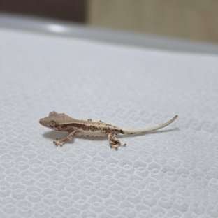 동배