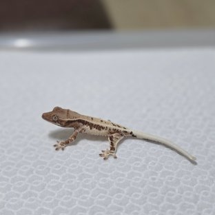 프라푸치노