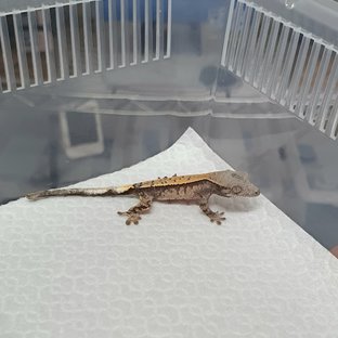 세이블