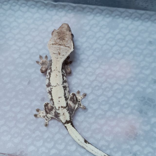 세이블 트라이