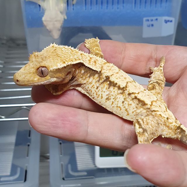 노멀 드리피 화이트스팟