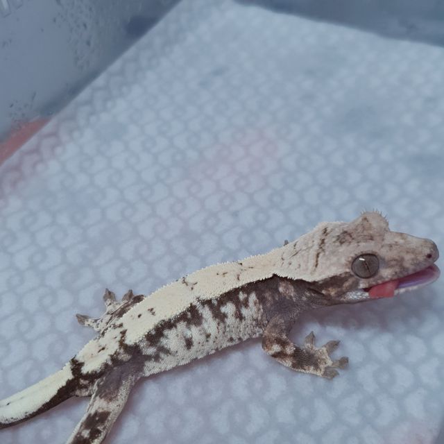 세이블 트라이