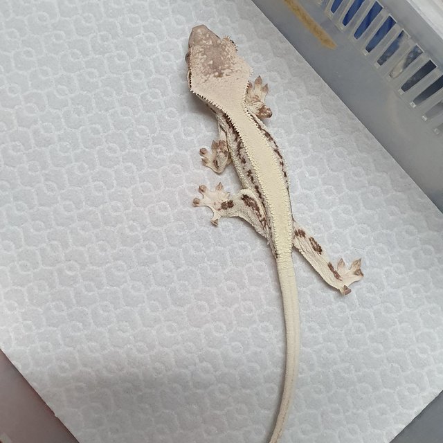 릴리 세이블 솔리드백