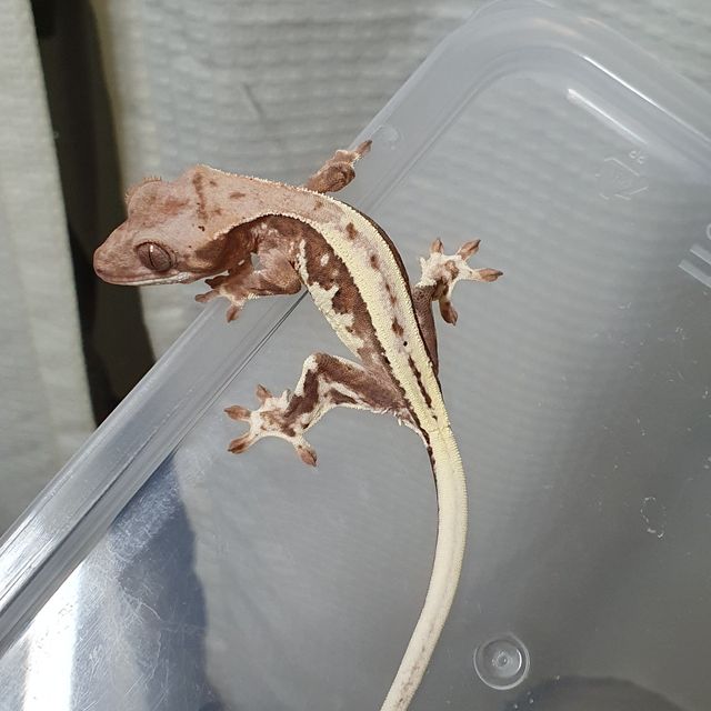 프라푸치노