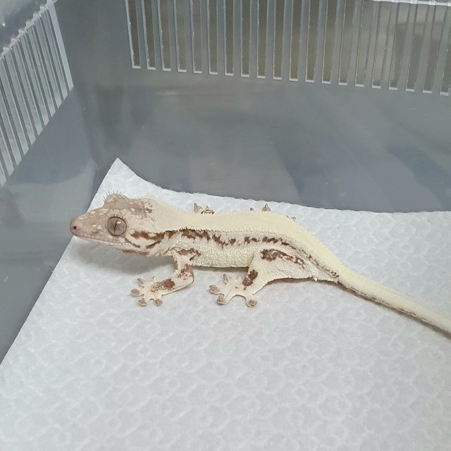 릴리 세이블 솔리드백