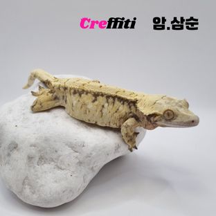 삼순