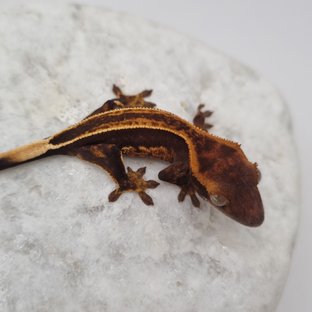 다크 풀핀 슈퍼스트라이프 엠티백