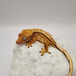 노멀 텐저린 풀핀 쿼드 드리피 화이트스팟