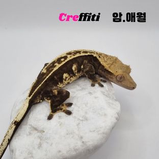 전크레버스-애월