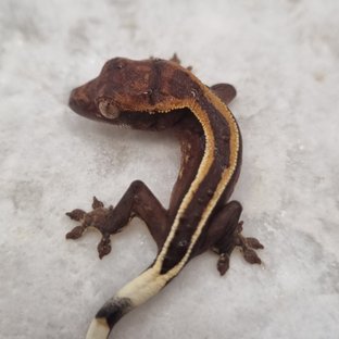 다크 풀핀 슈퍼스트라이프 엠티백