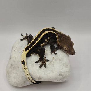 오닉스라인-오반