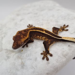 블랙 풀핀 슈퍼스트라이프 엠티백