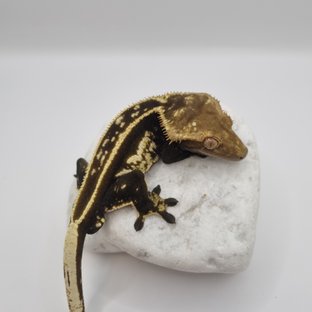 준크준크 메인숫 도복