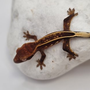 Black Full Pinstripe Empty Back