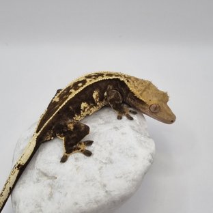 블랙 핀스트라이프 엠티백